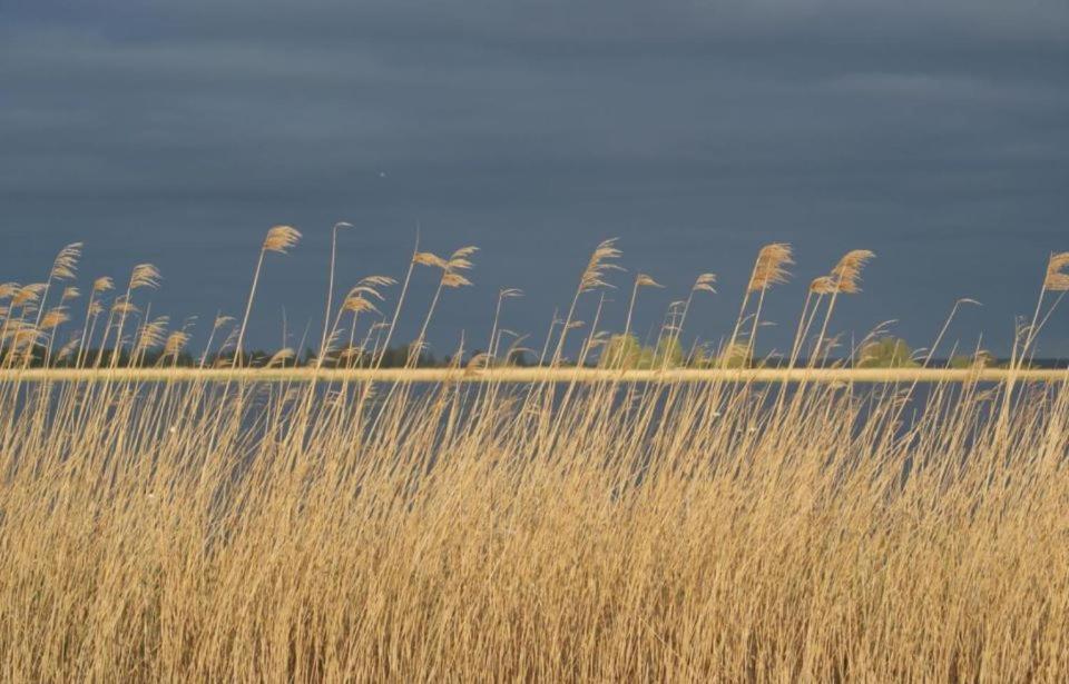 Bellemare Bungalow Lauwersmeer Mit Ueberdachte Veranda Und Eingezaeuntem Garten Anjum Екстериор снимка