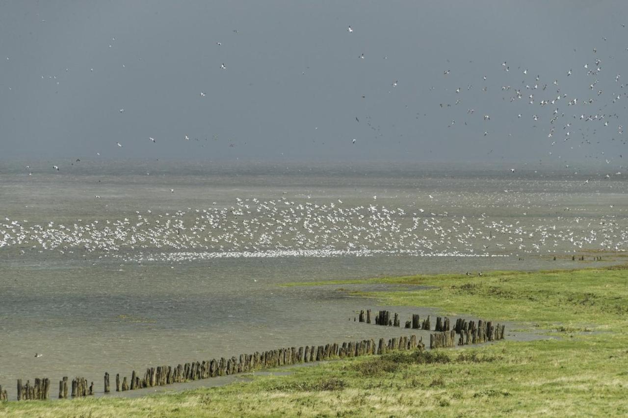 Bellemare Bungalow Lauwersmeer Mit Ueberdachte Veranda Und Eingezaeuntem Garten Anjum Екстериор снимка